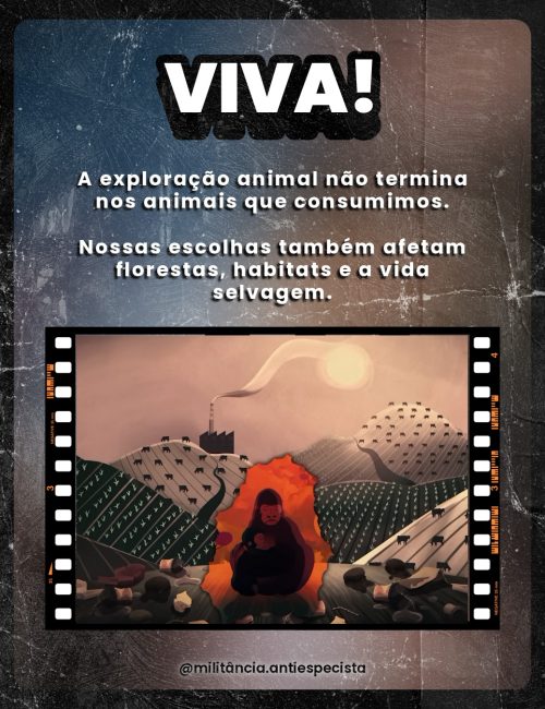 8 Curtas-8